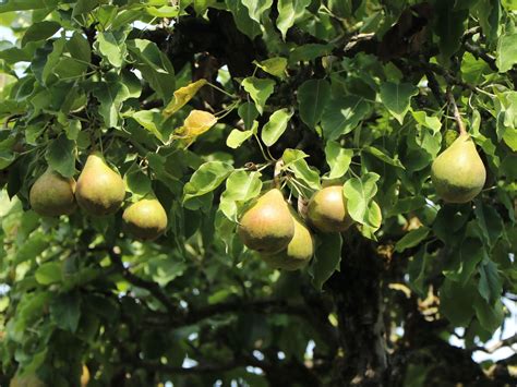 Herbstbirne Gellerts Butterbirne Beurré Hardy Pyrus communis