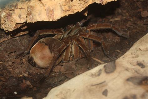 Quel est le plus gros arachnide ayant jamais vécu