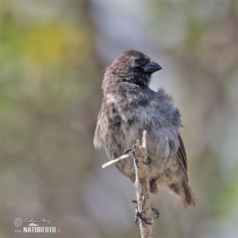 Medium Tree Finch Photos Medium Tree Finch Images Nature Wildlife