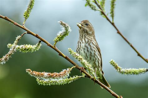 Female Purple Finch Tony Spane Flickr