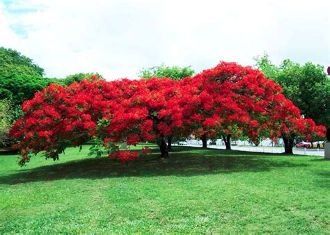 Delonix Regia Flamboya Pochodzenieafrykamadagaskar Popularna W