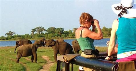 Van Ella Transfer Naar Galle Mirissa Met Udawalawa Safari Getyourguide