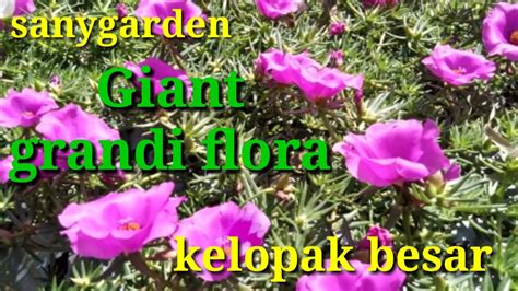 Mosrose Colection Part 9 Giant Grandiflora Bunga Krokot Tanaman Hias