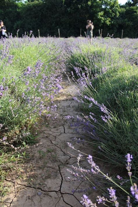 Lavandas Hermosas En Un Campo Foto De Archivo Imagen De Plantas