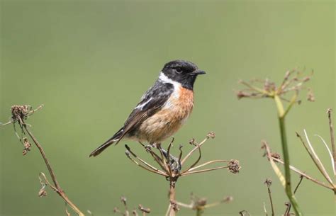 Monday 19th June 2023 Cornwall Birds CBWPS