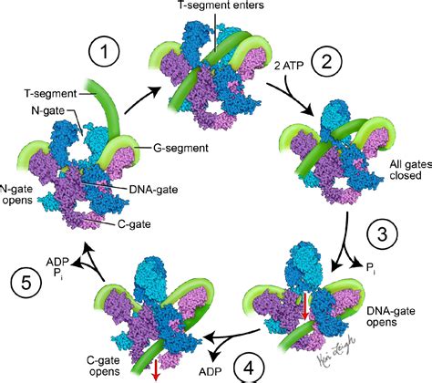 Figure 1 From DNA Gyrase As A Target For Quinolones Semantic Scholar