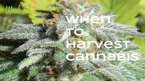 Knowing When To Harvest Cannabis - Weed Tab