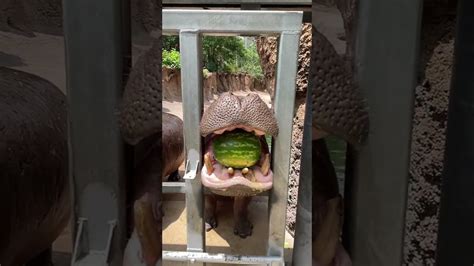 Hippo Eating A Watermelon Youtube