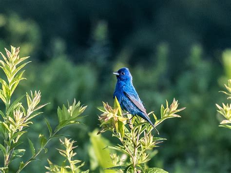 Juvenile Indigo Bunting