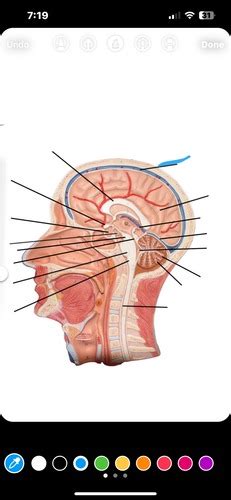 Sagittal Head Flashcards Quizlet