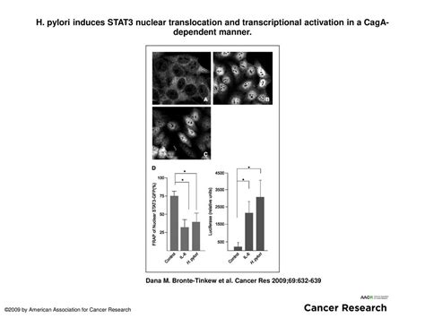 H Pylori Induces Stat Nuclear Translocation And Transcriptional