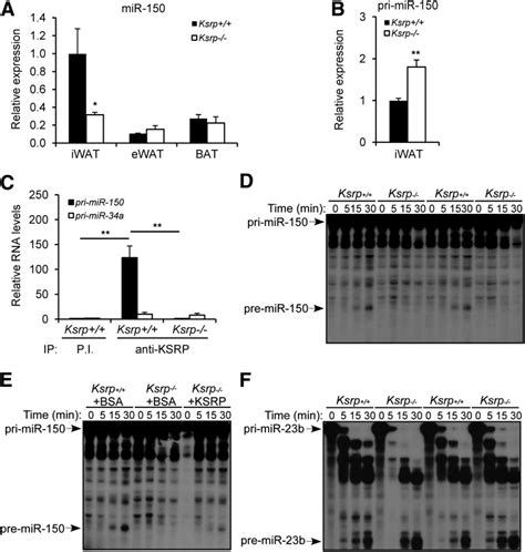 Ksrp Ablation Enhances Brown Fat Gene Program In White Adipose Tissue