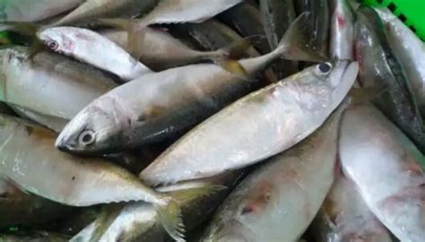 Kandungan Gizi Ikan Kembung Ternyata Kalahkan Ikan Salmon