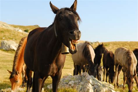 Cele Mai Tari Bancuri Cu Olteni Moldoveni I Ardeleni De Ce I