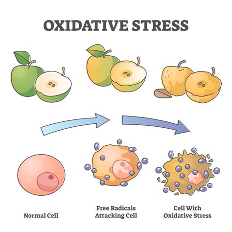 How Oxidative Stress Directly Contributes To Low-Grade Inflammation