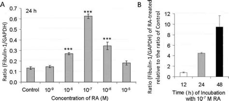 All Trans Retinoic Acid Regulates The Expression Of The Extracellular