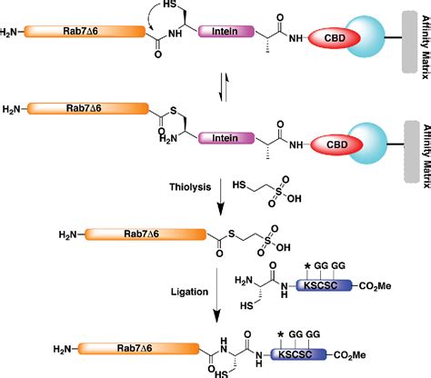 Figure From Exploring Protein Lipidation With Chemical Biology