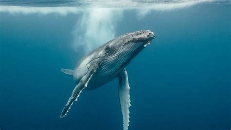 Whale Wallpaper 69 Images