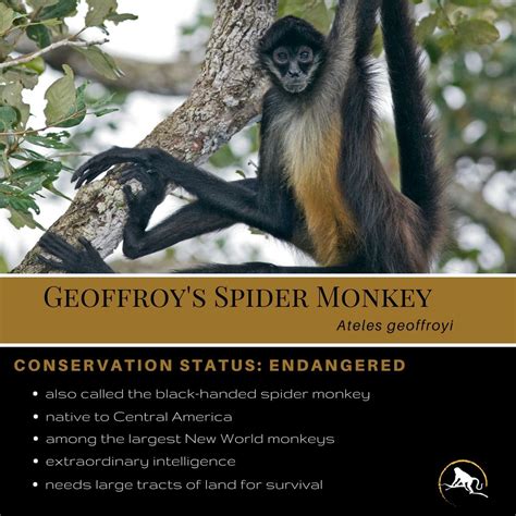 Geoffroy’s Spider Monkey | New England Primate Conservancy | Spider ...