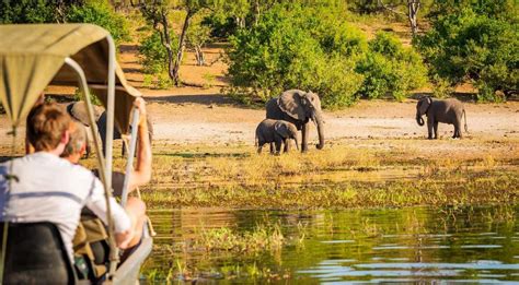 7 Best Botswana Wildlife Safaris For 2024