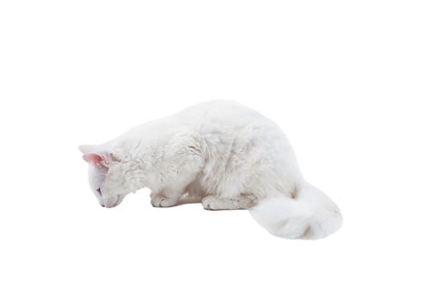 Gato Blanco Esponjoso PNG Objeto Hermoso Esponjoso PNG Imagen Para