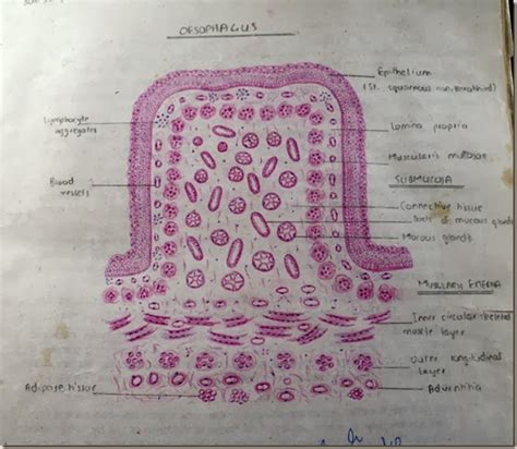 Histology Slides Database: oesophagus high resolution histology diagram