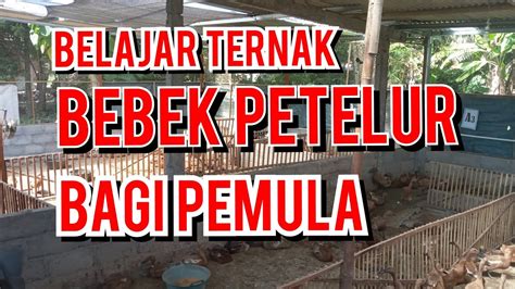 Belajar Ternak Bebek Petelur Full Intensif Perkembangan Bebek YouTube