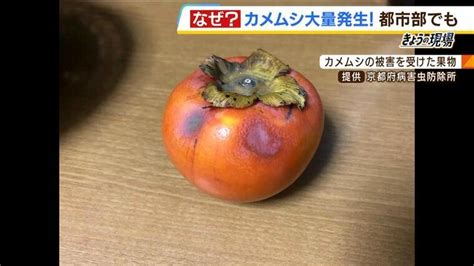 「カメムシの臭さでカメムシ自身が死ぬ」は本当！大量発生中の『カメムシ』は室内で見つけたら「ビンで捕獲」がオススメ 専門家が解説 特集