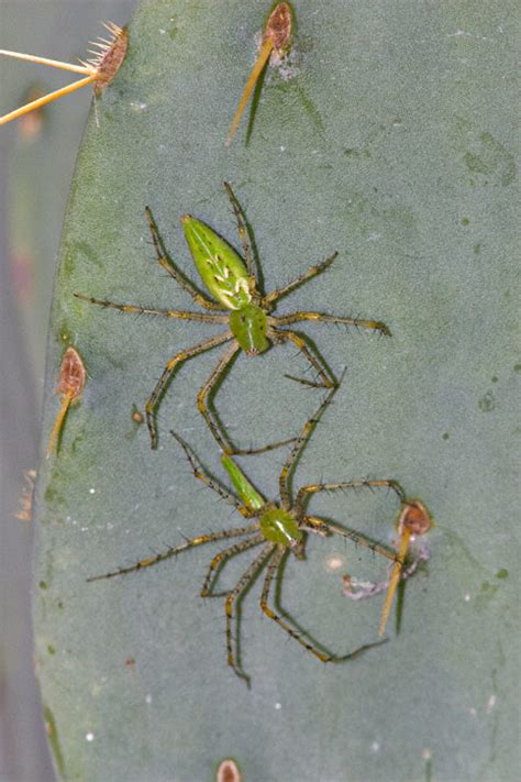 Green Lynx Spider (Peucetia viridans)