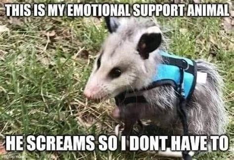 Pleasant Memes For Your Scrolling Pleasure Possum Funny Opossum