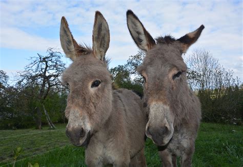 Más De 1 000 Imágenes Gratis De Burros Y Naturaleza Pixabay