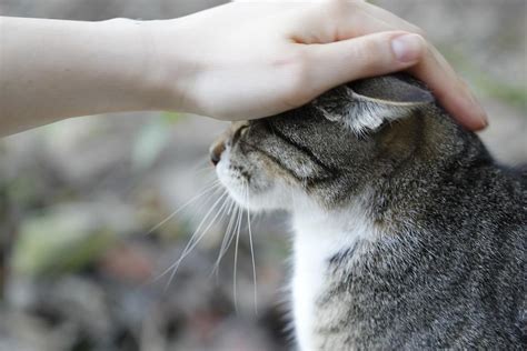 Qué significa que un gato quiera entrar en tu casa Te sorprenderá