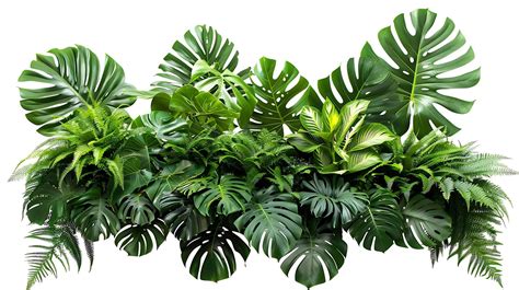 tropical leaves foliage plants flowers jungle bushes 42884889 Stock ...