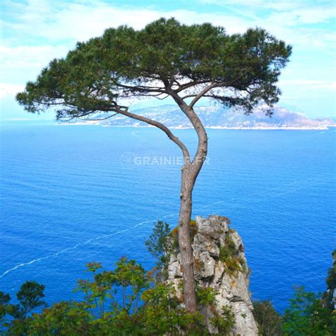 Graines Pin Maritime Pin Des Landes Pinus Pinaster