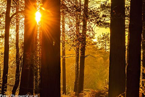 New Forest Autumn Colours – Petes-PhotoWorld.co.uk