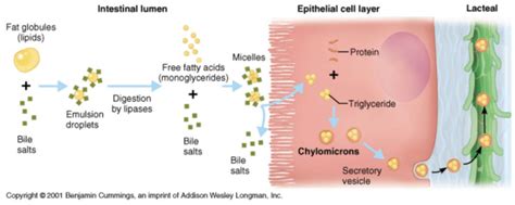 Steps In The Process Of Intestinal Lipids Absorption Download