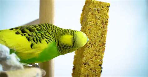 Budgie Food Recipes - Top 5 Food Recipes You Can Prepare Easily - The Worlds Rarest Birds