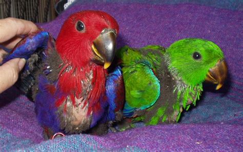 Eclectus Parrot Facts, Behavior, Pet Care, Housing, Pictures | Singing ...