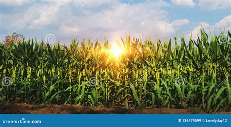 Corn Growing In Plantation With Sun Stock Image Image Of Feed Campo