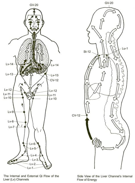 The Liver And Liver Qi Stagnation Chinese Medicine Acupuncture Qigong