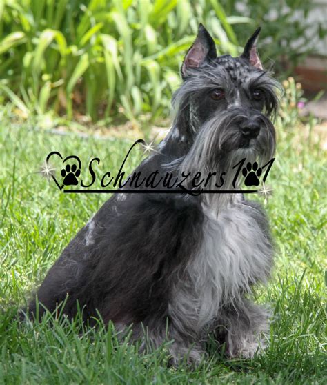 Supercoated Schnauzers And Chocolate Schnauzer Puppies Schnauzers 101