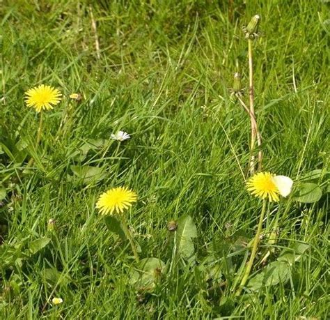 Gew Hnlicher L Wenzahn Taraxacum Officinale G Nstig Kaufen