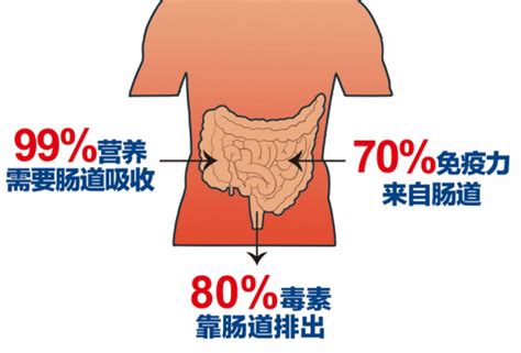 肠道不好怎么调理？平衡菌群，守护肠健康~肠道不好 育儿·baizhi 川北在线