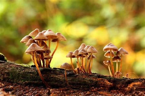 Mycena F R Svampar Fotografering F R Bildbyr Er Bild Av Litet