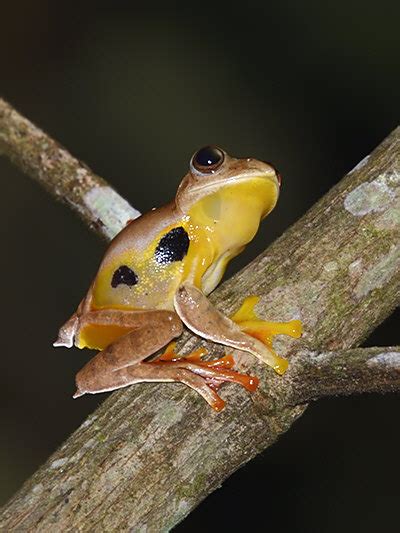 Twin Spotted Flying Frog Rhacophorus Bipunctatus