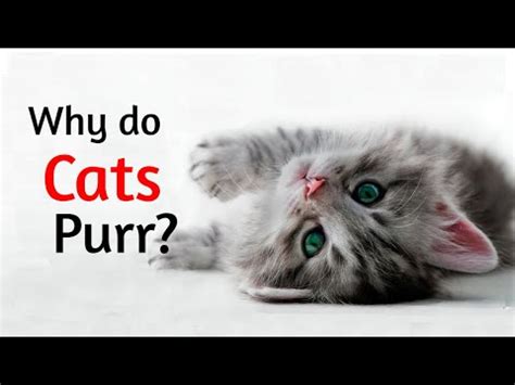 Why Do Cats Purr Explained Youtube