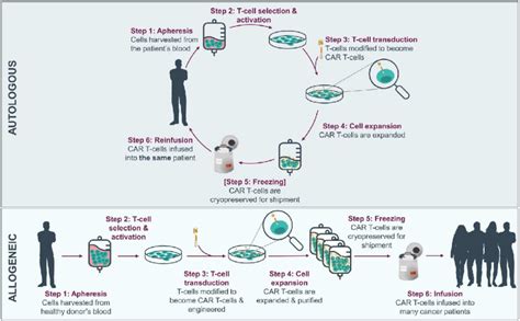 Overview Of Autologous Versus Allogeneic Car T Manufacturing Process Download Scientific