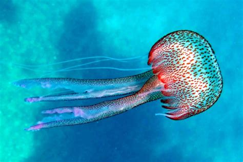 10 Tipos De Medusas Nombres Características Y Fotos