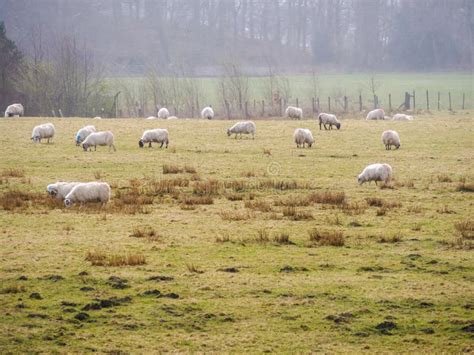 Sheep farm in Scotland stock photo. Image of mountains - 56831234