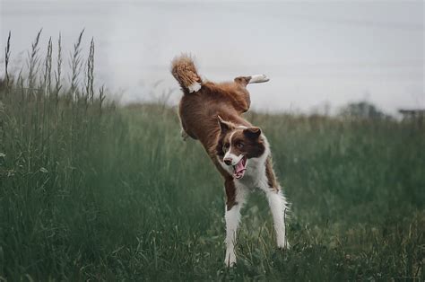 Como Solucionar Problemas De Comportamiento En Border Collies